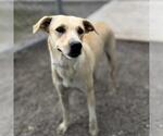 Small #1 Labrador Retriever Mix