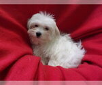 Small Photo #14 Maltese Puppy For Sale in PATERSON, NJ, USA