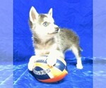 Puppy 1 Alaskan Klee Kai