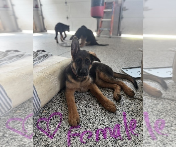 Medium Photo #1 German Shepherd Dog Puppy For Sale in DIGHTON, MA, USA