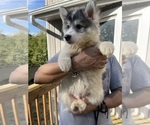 Small Photo #66 Siberian Husky Puppy For Sale in KANSAS CITY, MO, USA