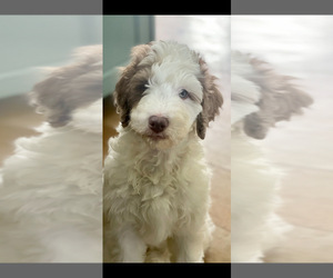 Bernedoodle Puppy for sale in ALPINE, CA, USA