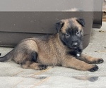 Puppy 3 Belgian Malinois