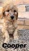 Small Photo #5 Goldendoodle Puppy For Sale in MIDLOTHIAN, TX, USA