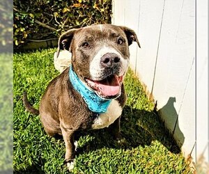 American Pit Bull Terrier Dogs for adoption in Fallbrook, CA, USA