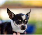 Small #1 Chihuahua