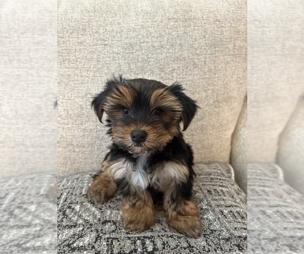 Medium Photo #10 Yorkshire Terrier Puppy For Sale in SAN ANTONIO, TX, USA