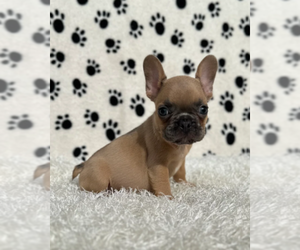 French Bulldog Puppy for sale in LOS ALTOS, CA, USA