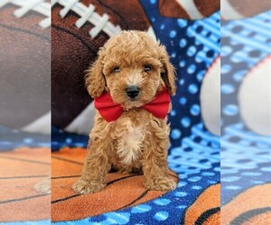 Cavachon-Poodle (Miniature) Mix Puppy for sale in BIRD IN HAND, PA, USA