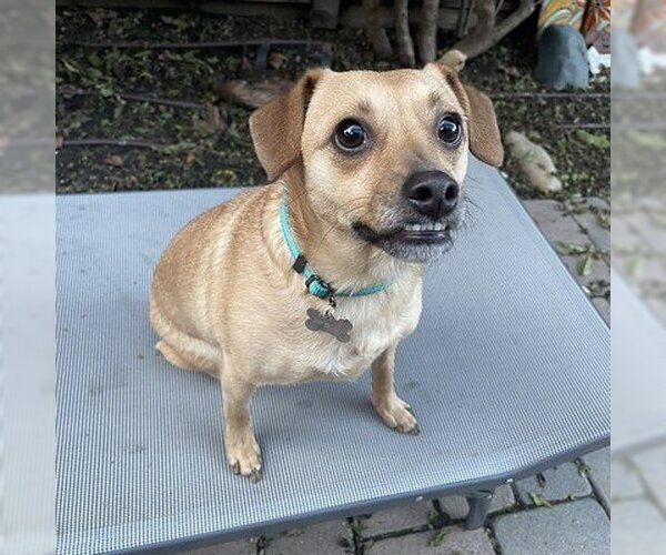 Medium Photo #5 Chihuahua-Unknown Mix Puppy For Sale in Santa Clara, CA, USA