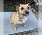 Small Photo #5 Chihuahua-Unknown Mix Puppy For Sale in Santa Clara, CA, USA