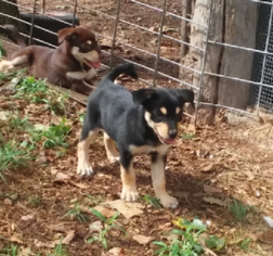 Australian Cattle Dog Puppy for sale in SUMMERS, AR, USA