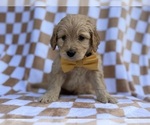 Small #7 Goldendoodle