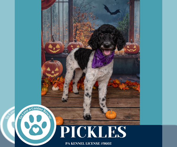 Medium Photo #7 Mutt Puppy For Sale in Kimberton, PA, USA