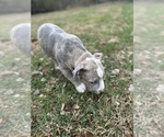Small Photo #14 American Bully Puppy For Sale in LANCASTER, PA, USA