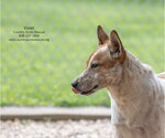 Small #1 Mutt