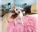 Image preview for Ad Listing. Nickname: Teacup girl