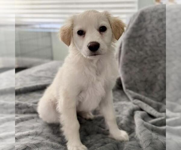 Medium Photo #10 Maltipoo (Miniature) Puppy For Sale in San Diego, CA, USA