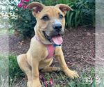 Small #7 Labrador Retriever Mix