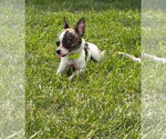 Small #2 Chihuahua Mix