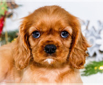 Small Photo #62 Cavalier King Charles Spaniel Puppy For Sale in WAKARUSA, IN, USA