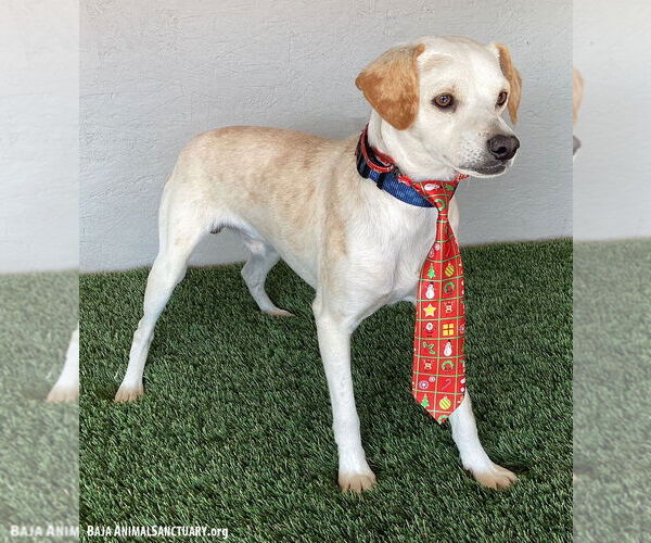 Medium Photo #3 Beagle-Whippet Mix Puppy For Sale in San Diego, CA, USA