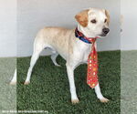 Small #2 Beagle-Whippet Mix