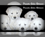 Small Photo #7 English Cream Golden Retriever Puppy For Sale in PRINCETON, WV, USA