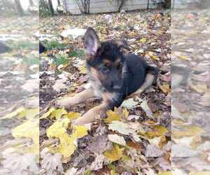 German Shepherd Dog Puppy for sale in SPENCERVILLE, IN, USA
