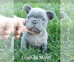 French Bulldog Puppy for Sale in GRANTS PASS, Oregon USA