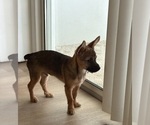 Small Photo #9 Chorkie Puppy For Sale in BRICK, NJ, USA