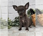 Small #20 Chihuahua