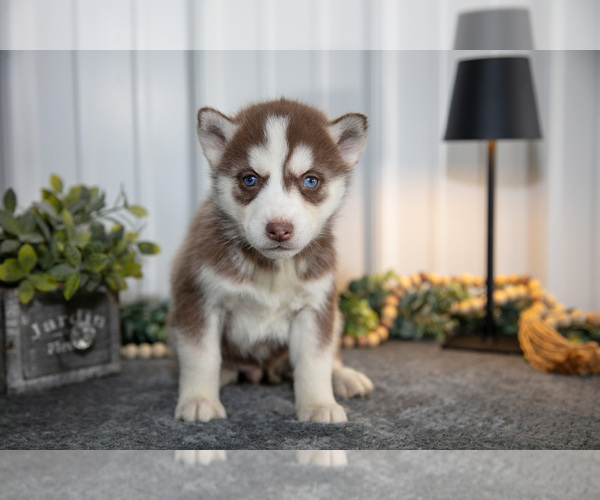 Medium Photo #14 Siberian Husky Puppy For Sale in SHREVE, OH, USA