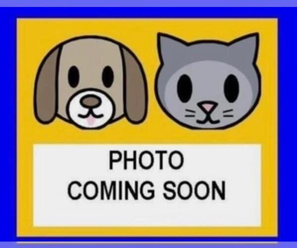 Medium Photo #1 American Staffordshire Terrier-Unknown Mix Puppy For Sale in San Antonio, TX, USA