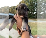 Small Photo #2 German Shepherd Dog-Siberian Husky Mix Puppy For Sale in BRIDGETON, NJ, USA