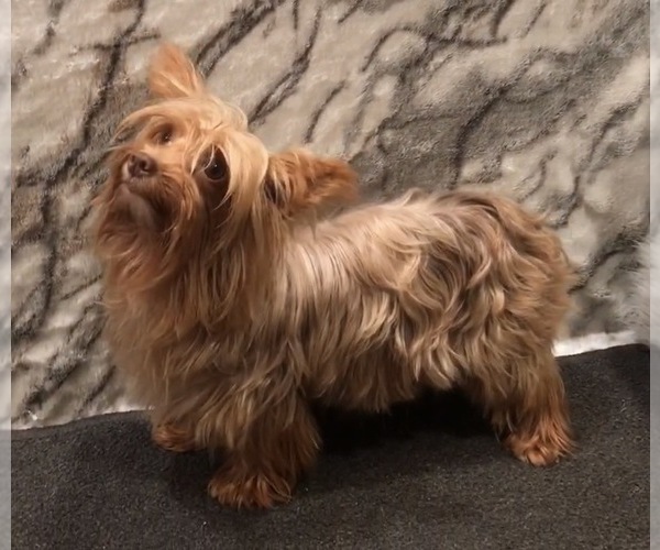 Medium Photo #1 Yorkshire Terrier Puppy For Sale in MOUNT CARMEL, PA, USA