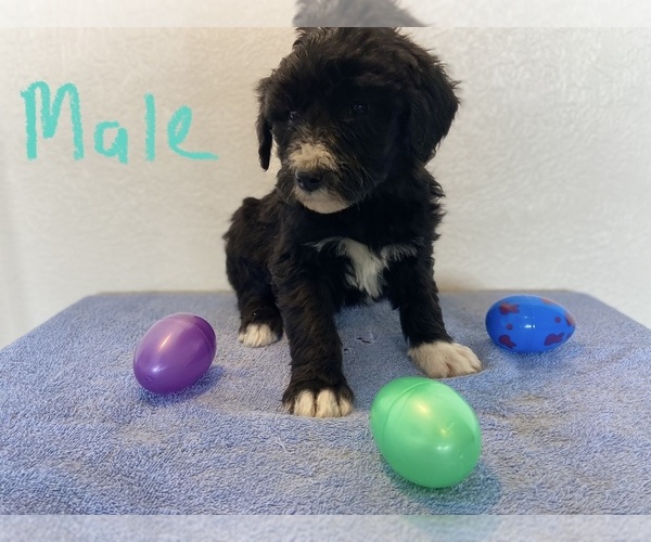 Medium Photo #2 Sheepadoodle Puppy For Sale in MONTEVIEW, ID, USA