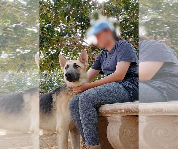 Medium Photo #15 German Shepherd Dog Puppy For Sale in Apple Valley, CA, USA