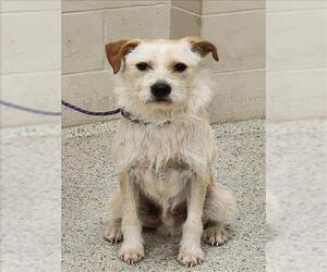 Mutt Dogs for adoption in Conroe, TX, USA
