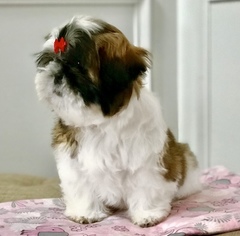 Shih Tzu Puppy for sale in BUFORD, GA, USA