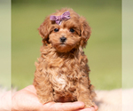 Puppy Lyra F1B Maltipoo (Miniature)