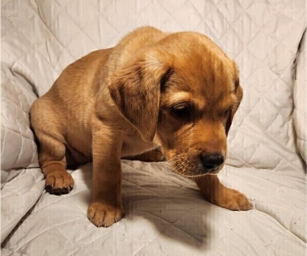 Medium Photo #65 Labrador Retriever Puppy For Sale in BUFFALO, NY, USA