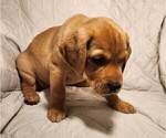 Small Photo #65 Labrador Retriever Puppy For Sale in BUFFALO, NY, USA