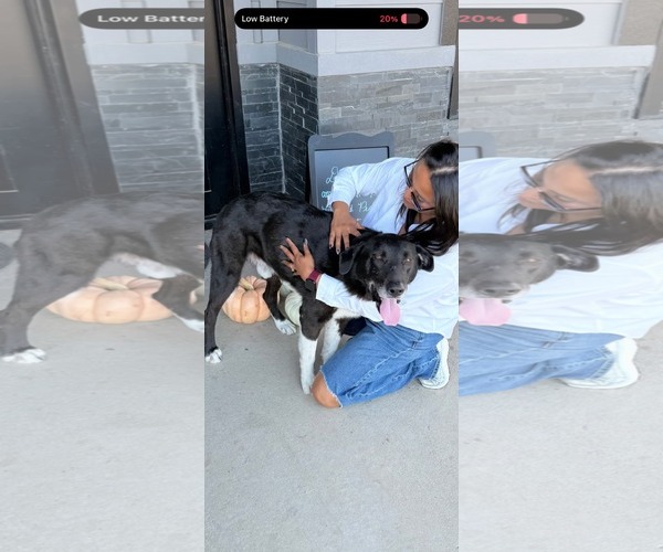 Medium Photo #1 Border Collie-Unknown Mix Puppy For Sale in Dallas, TX, USA