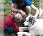 Small Photo #9 Siberian Husky Puppy For Sale in MANASSAS, VA, USA