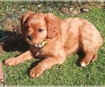Small Photo #15 Australian Shepherd-Cavalier King Charles Spaniel Mix Puppy For Sale in HOWLAND, OH, USA