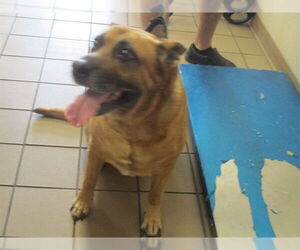 German Shepherd Dog-Unknown Mix Dogs for adoption in Ocala, FL, USA