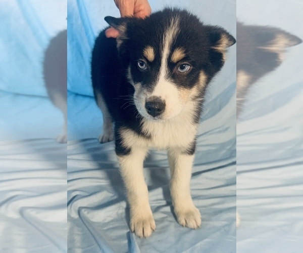 Medium Photo #1 Pomsky-Shiba Inu Mix Puppy For Sale in NASHUA, NH, USA