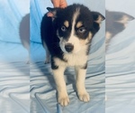 Puppy Nick Pomsky-Shiba Inu Mix