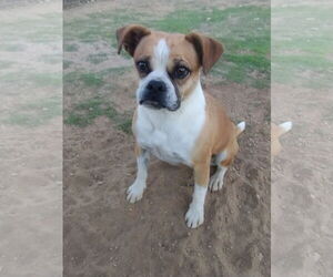 Gidget - Female Puggle Dog for Adoption - Photo #4